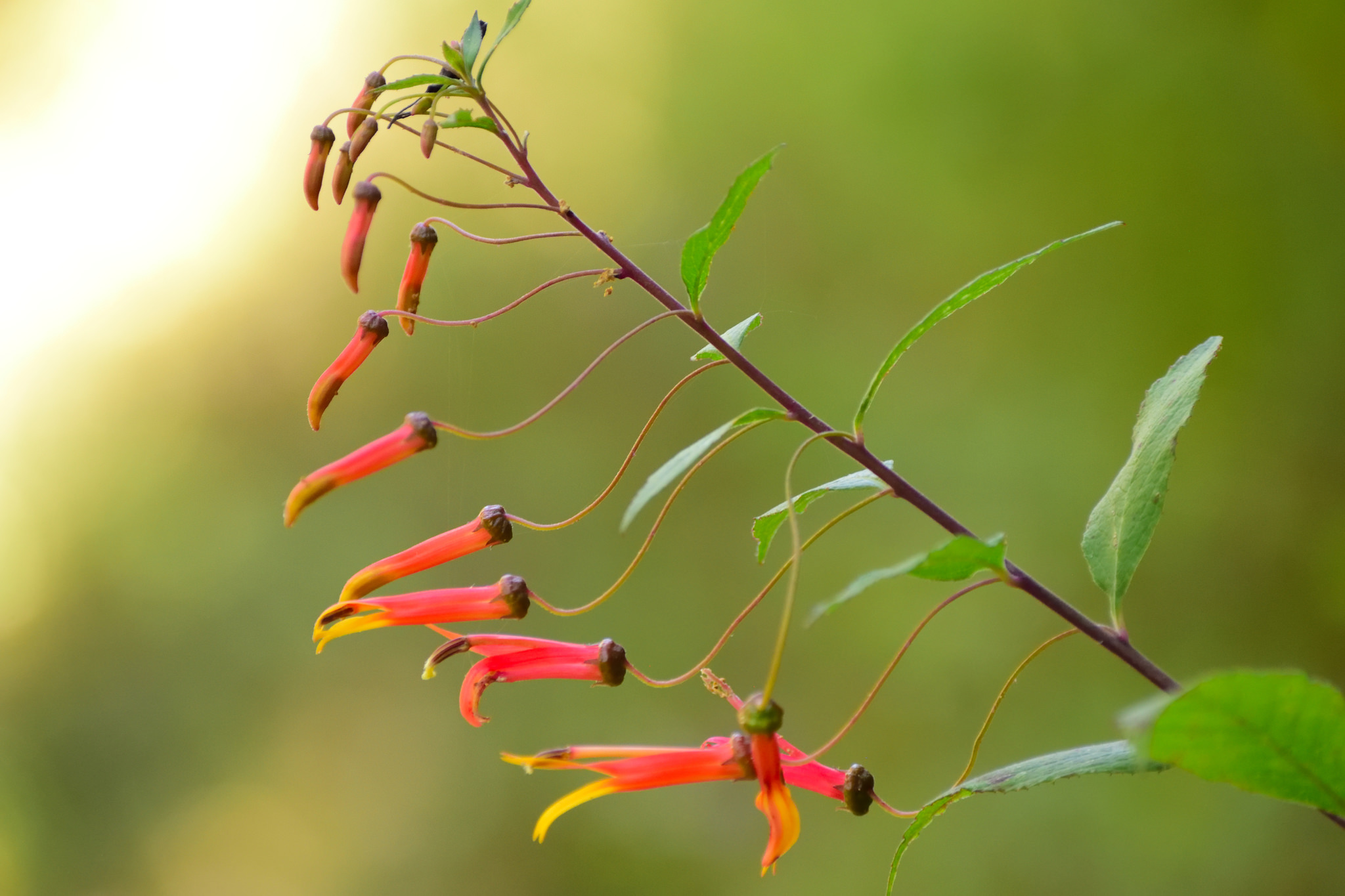 Lobelia laxiflora